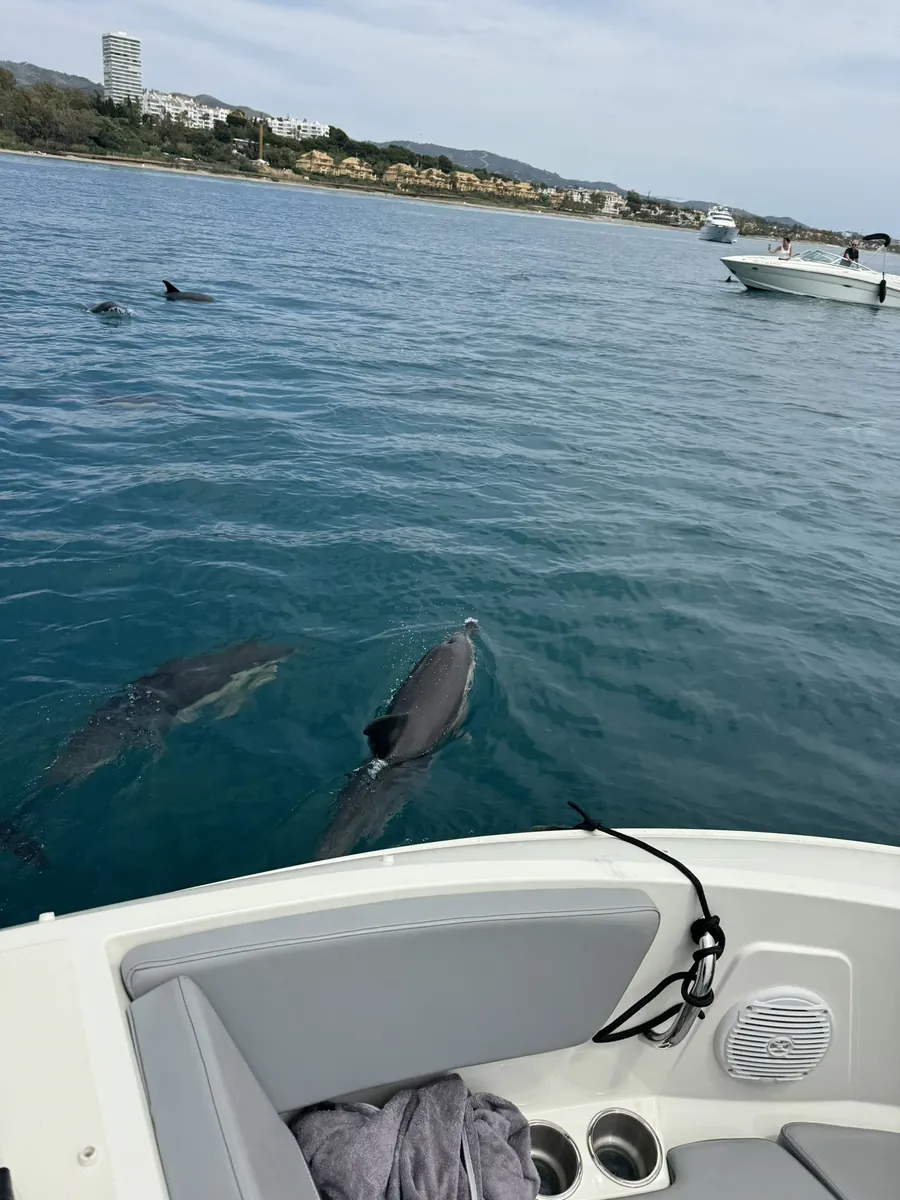 Grupo de delfines junto al barco frente a la costa de Marbella